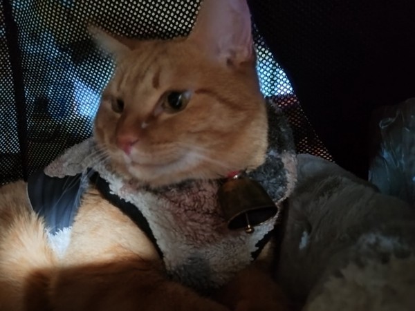 猫 茶トラ りんの写真