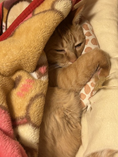 猫 茶トラ ぽっちゃの写真