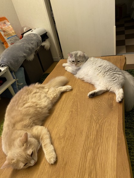 猫 セルカークレックス ノア&メルルの写真