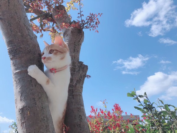 猫 茶トラ ハルの写真