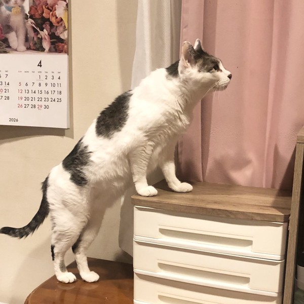 猫 雑種（ミックス） ラブの写真