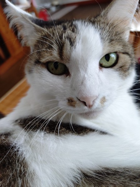 猫 雑種（ミックス） ミュウの写真