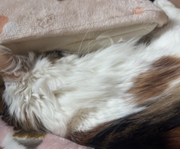 猫 メインクーン ララの写真