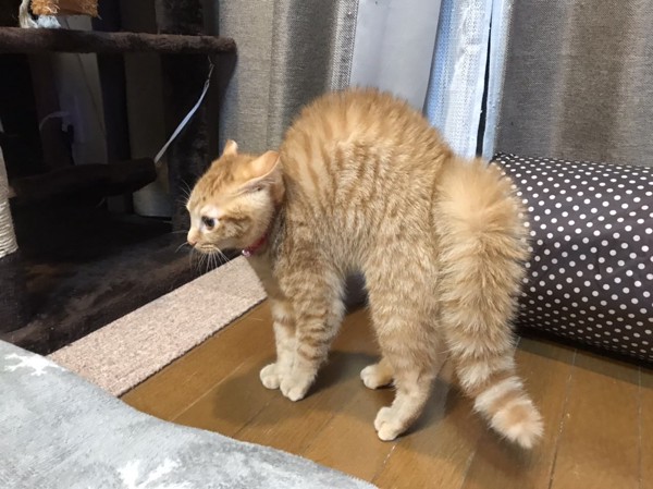 猫 茶トラ いしかわ てんの写真