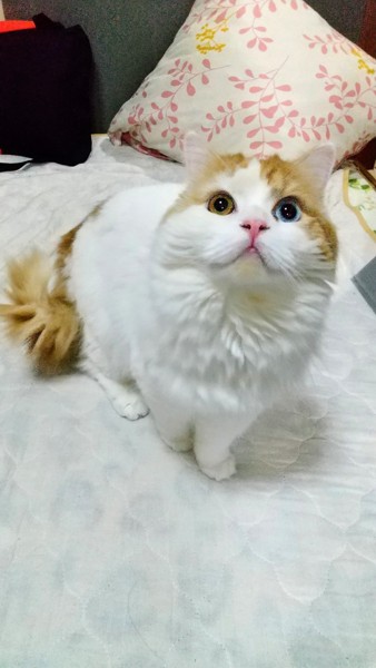 猫 マンチカン 華ちゃんの写真