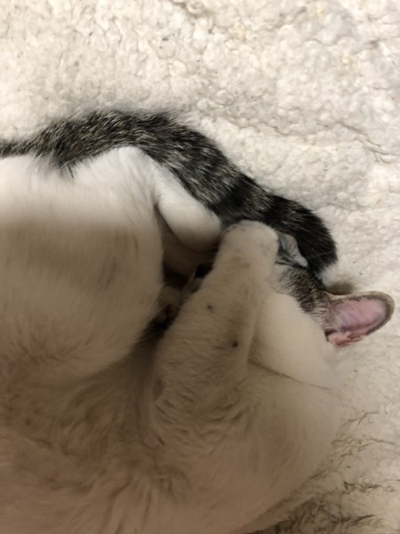 猫 雑種（ミックス） メイちゃんの写真