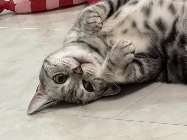 猫 アメリカンショートヘア ぺロちゃんの写真