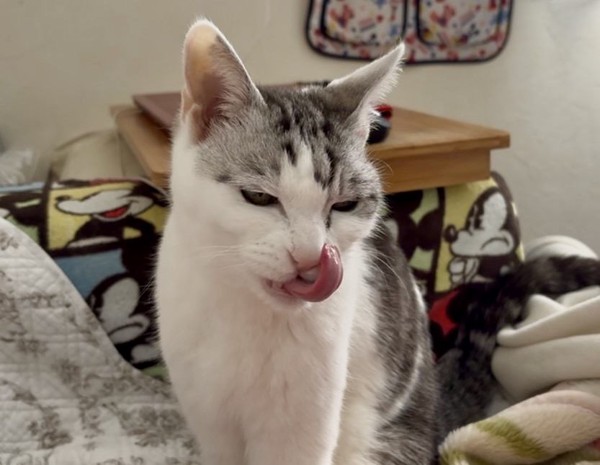 猫 サバシロ もーしゃんの写真