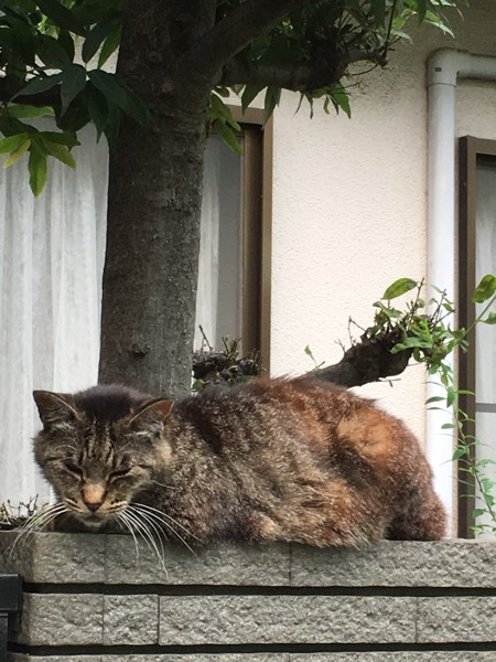 猫 キジトラ キリチャンの写真