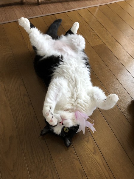 猫 セルカークレックス ランの写真