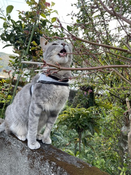 猫 サバトラ マロンの写真