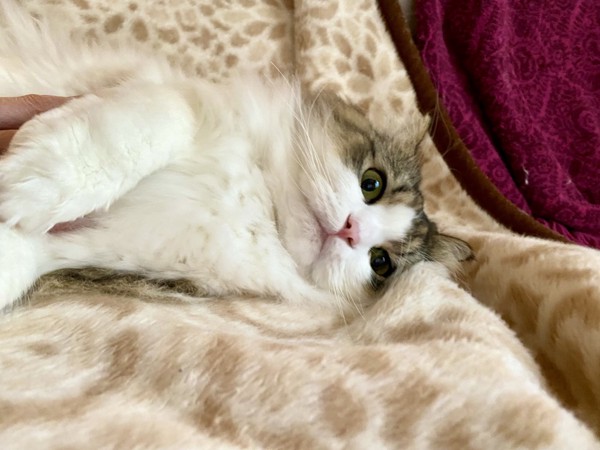 猫 ラガマフィン くぅの写真