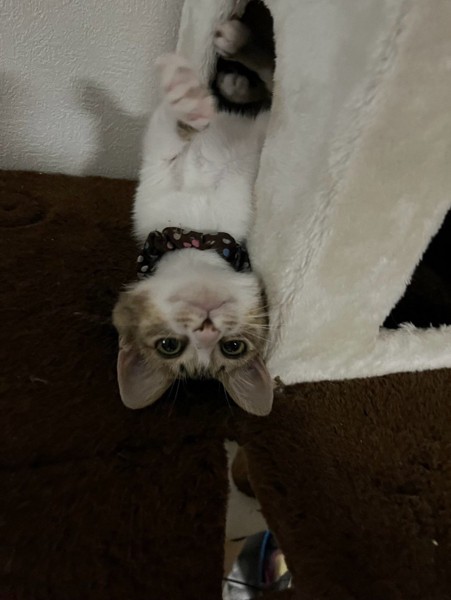 猫 雑種（ミックス） フウワの写真