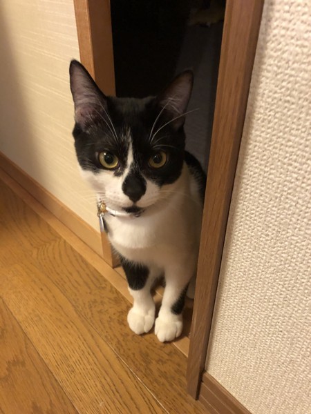 猫 黒ブチ こはくの写真