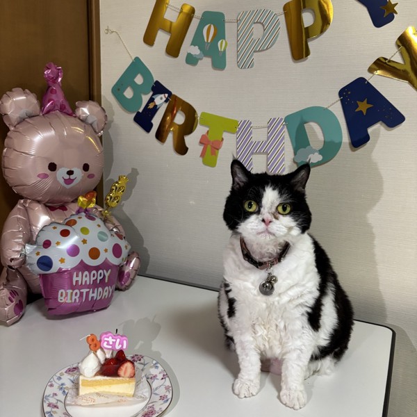 猫 セルカークレックス ランの写真