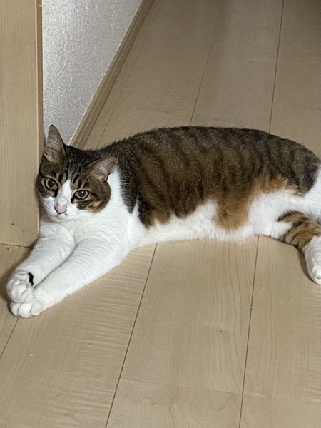 猫 キジシロ ノキアの写真