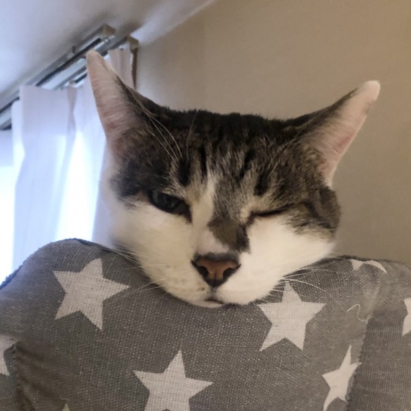 猫 雑種（ミックス） ラブの写真