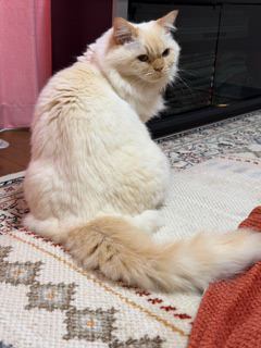 猫 メコンボブテイル ロッキーの写真