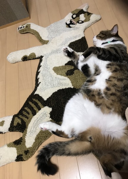 猫 キジシロ ダダの写真