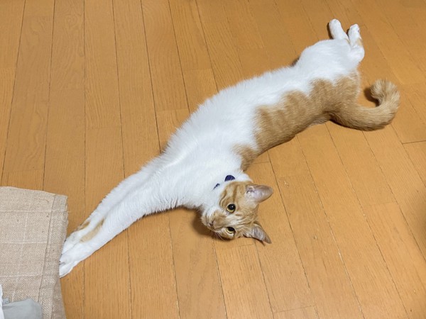 猫 茶白トラ セトくんの写真