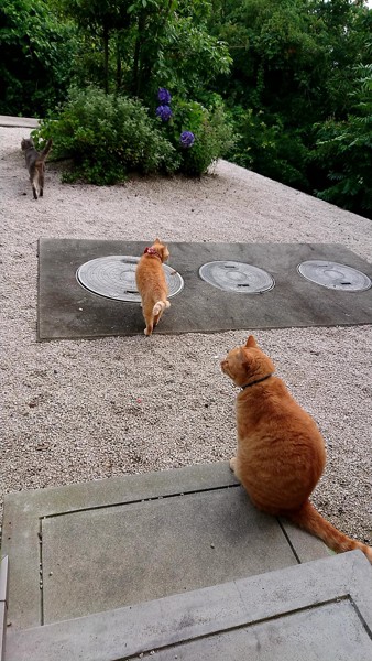 猫 雑種（ミックス） セロ・熊五朗・チビ姫の写真