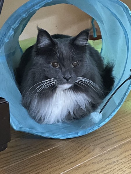 猫 メインクーン メメの写真