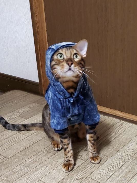 猫 ベンガル Ottoの写真