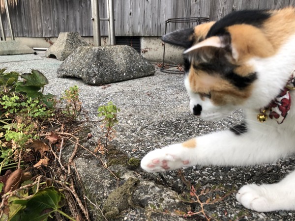 猫 三毛猫 ミケ子の写真