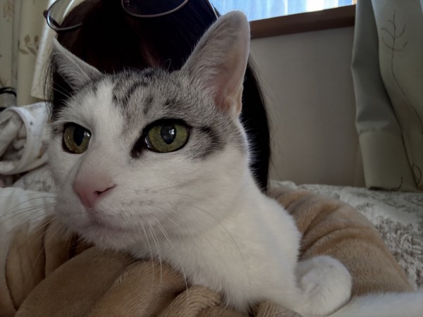 猫 サバシロ もーしゃんの写真