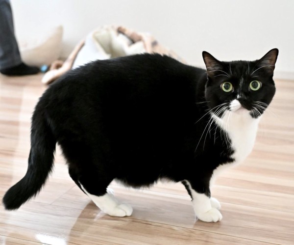 猫 黒ブチ さぬきの写真