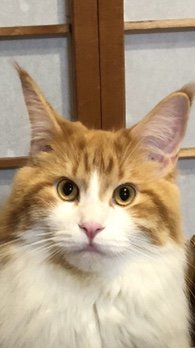 猫 メインクーン ノア君の写真