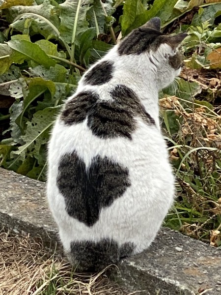 猫 看板ネコ スーパーの看板ネコの写真