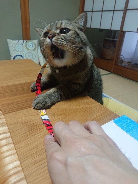 猫 ミヌエット ちくわの写真