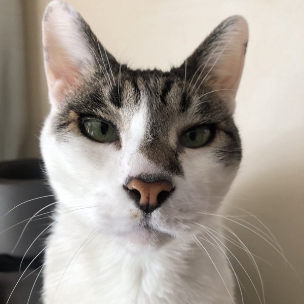 猫 雑種（ミックス） ラブの写真