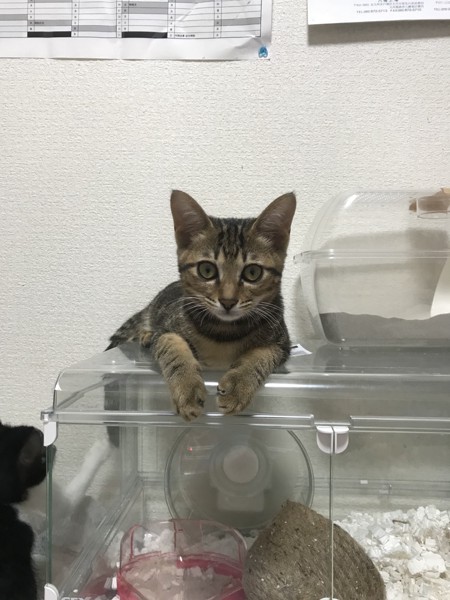 猫 キジトラ トラの写真