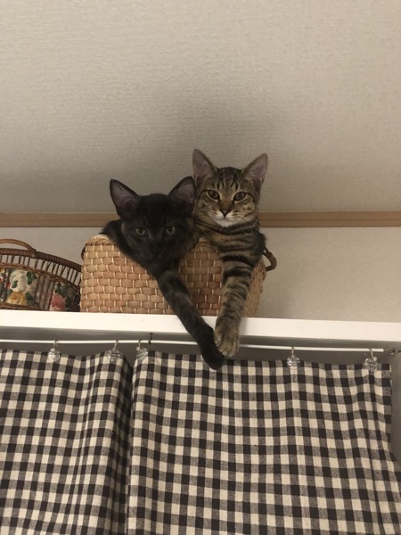 猫 キジトラ のあ&るーの写真