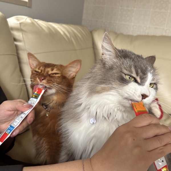 猫 雑種（ミックス） ルーク&ロコんの写真