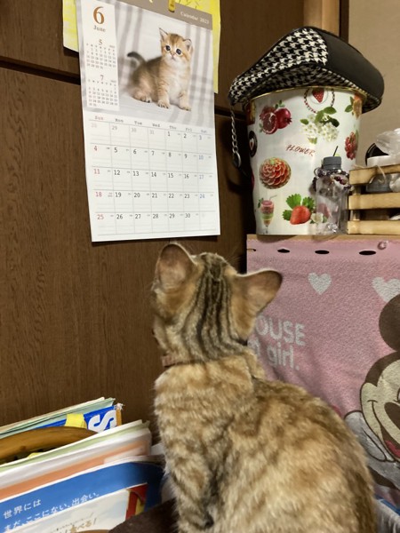 猫 雑種（ミックス） クーの写真