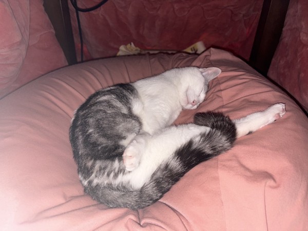 猫 サバシロ もーしゃんの写真