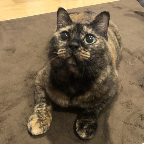 猫 サビ猫 ポンちゃんの写真