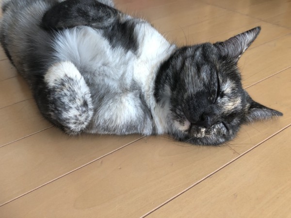 猫 サビ猫 うみちゃんの写真