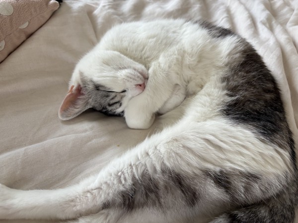 猫 サバシロ もーしゃんの写真