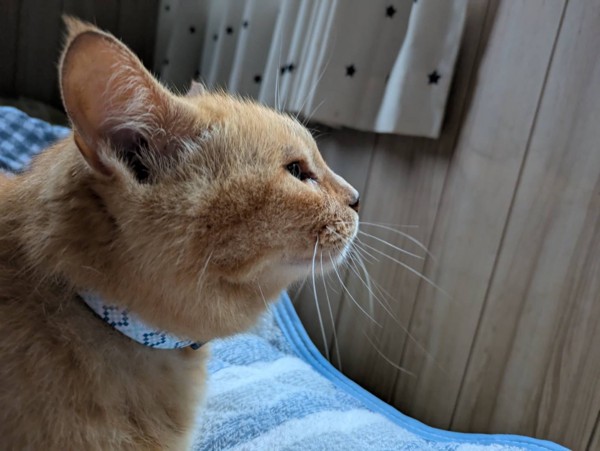 猫 茶トラ フクニャンの写真