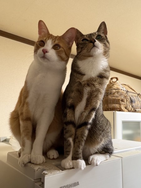 猫 白茶トラ、キジトラ 桃太郎の写真