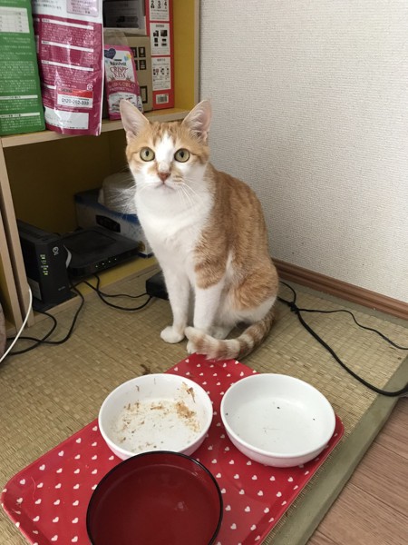 猫 茶トラ レオンの写真