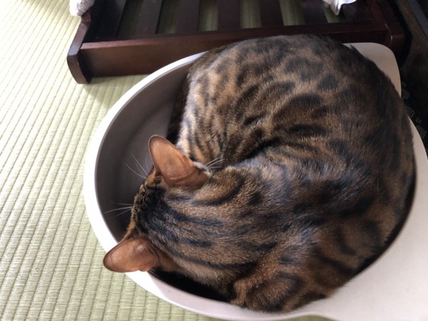 猫 ベンガル Ottoの写真