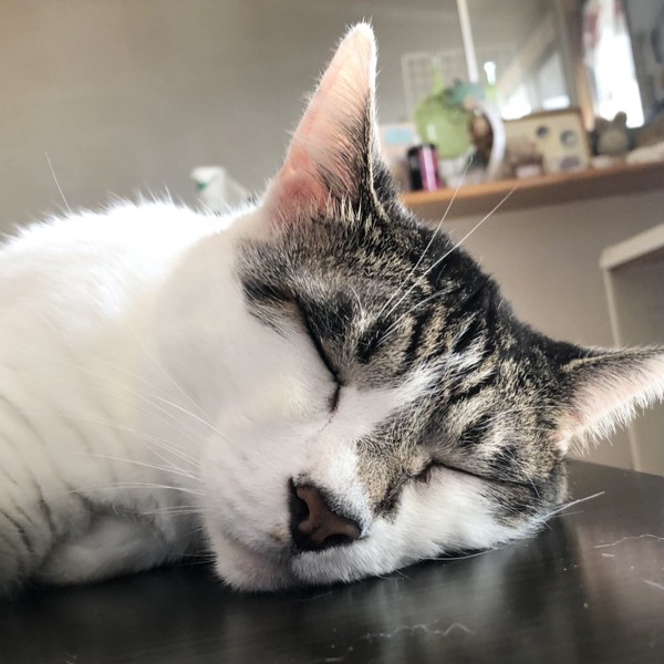 猫 雑種（ミックス） ラブの写真