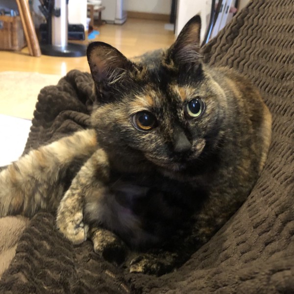 猫 サビ猫 ポンちゃんの写真