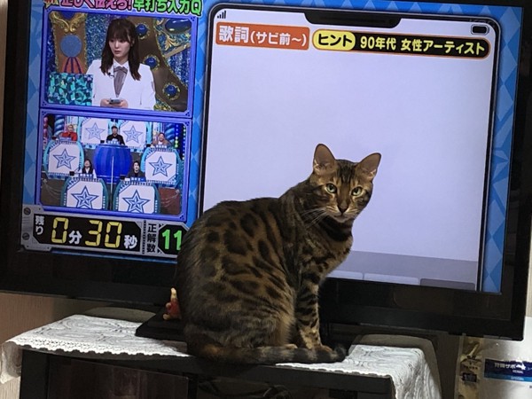 猫 ベンガル Ottoの写真