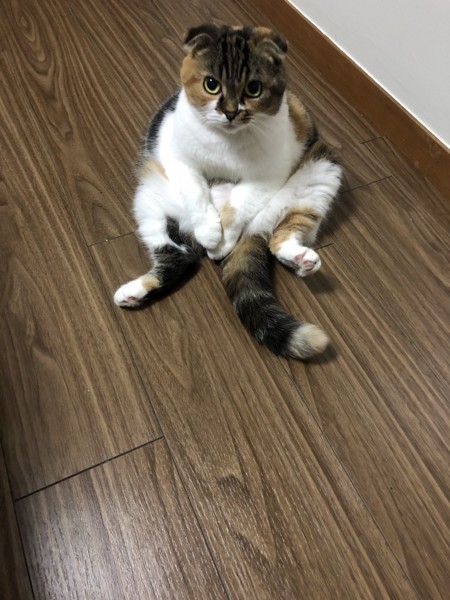 猫 スコティッシュフォールド さくらの写真